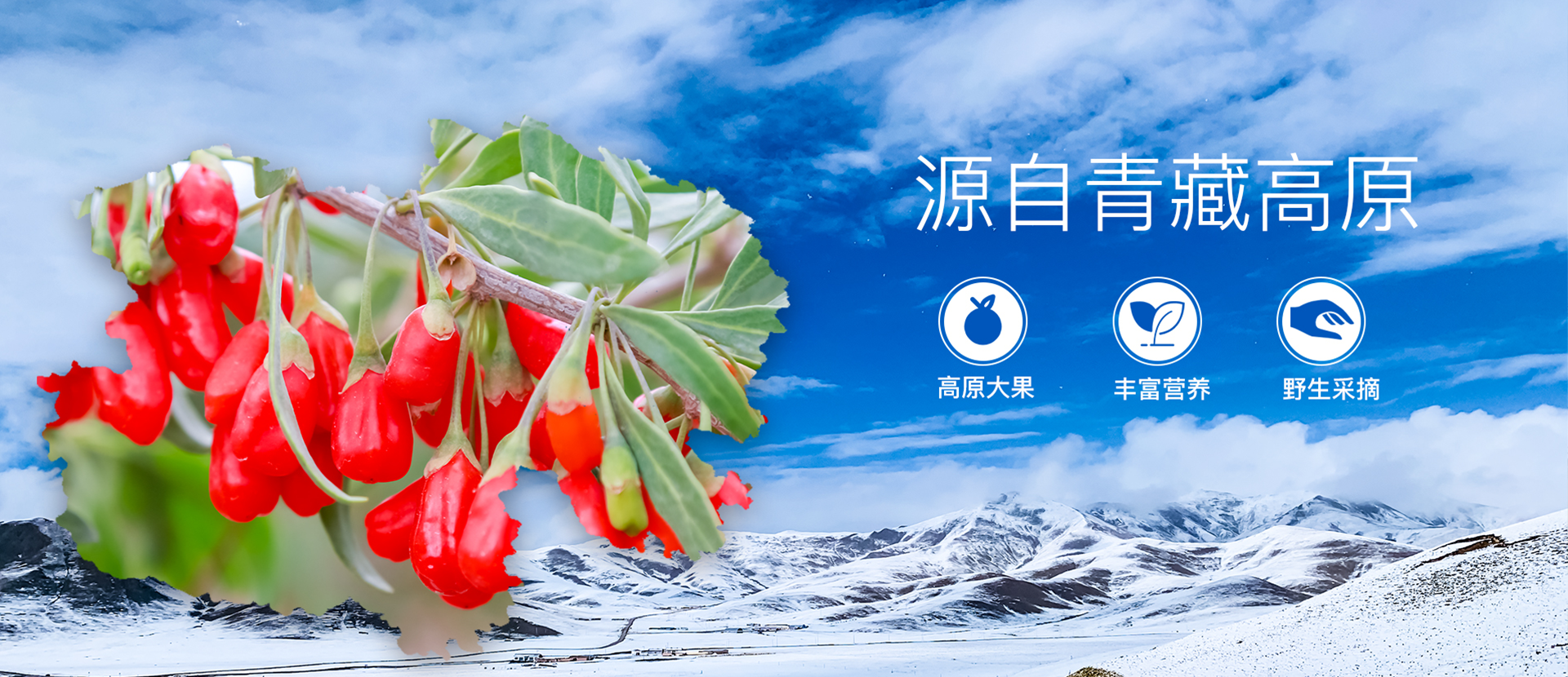 源自青藏高原      沙棘籽油、沙棘原漿、枸杞廠(chǎng)家、 沙棘廠(chǎng)家、枸杞、黑枸杞、沙棘、枸杞泡水、枸杞作用、沙棘作用